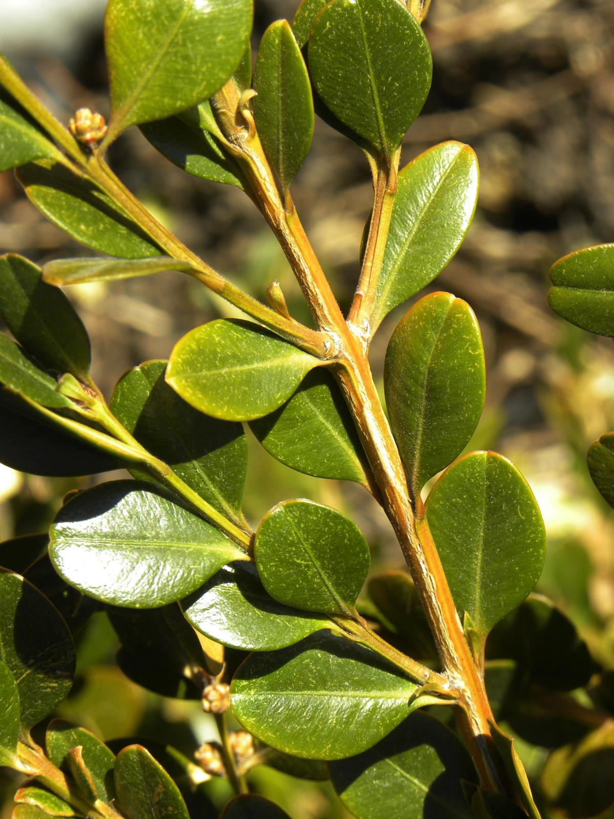 Korean Box Koreana (Buxus microphylla) - Ladybird Nursery