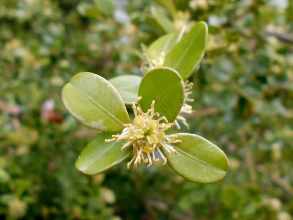 Korean Box Koreana (Buxus microphylla) - Ladybird Nursery