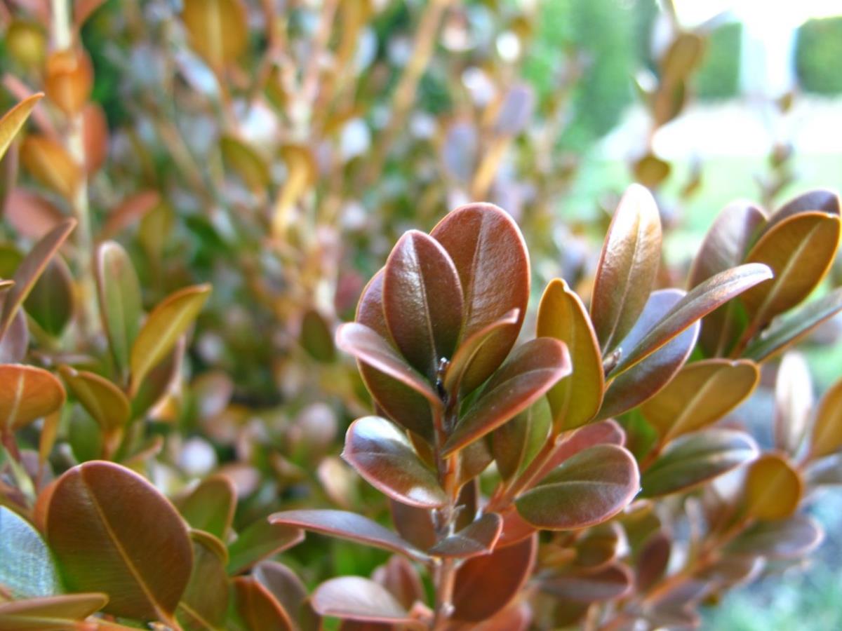 Korean Box Koreana (Buxus microphylla) - Ladybird Nursery