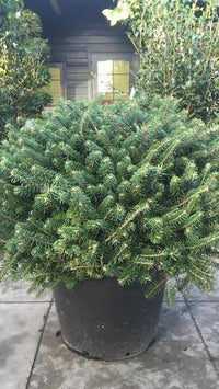 Korean Fir Compact Dwarf (Abies koreana)
