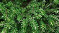 Korean Fir Compact Dwarf (Abies koreana) - Ladybird Nursery