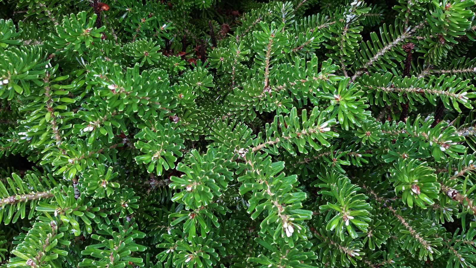 Korean Fir Compact Dwarf (Abies koreana) - Ladybird Nursery
