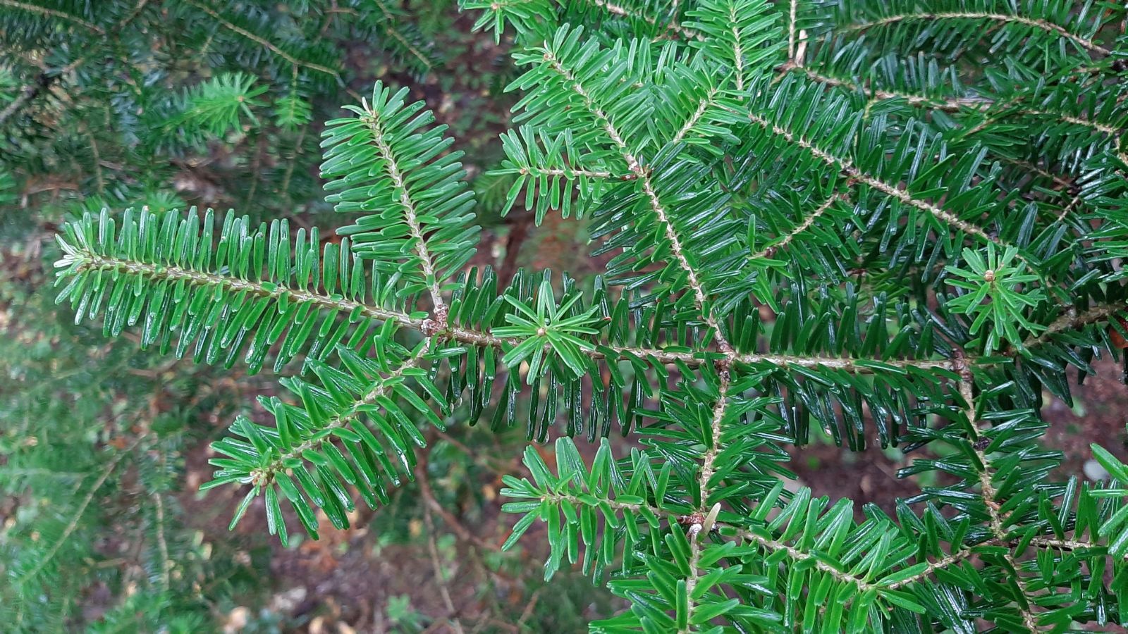 Korean Fir Compact Dwarf (Abies koreana) - Ladybird Nursery