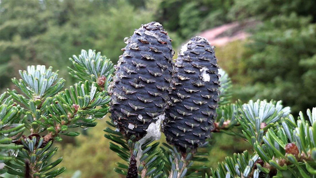 Korean Fir Compact Dwarf (Abies koreana) - Ladybird Nursery