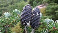 Korean Fir Compact Dwarf (Abies koreana)