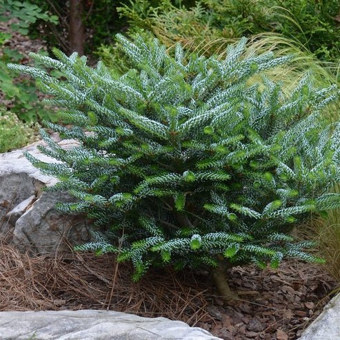 Korean Fir Compact Dwarf (Abies koreana) - Ladybird Nursery