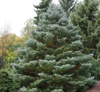 Korean Fir Silberlocke (Abies koreana)