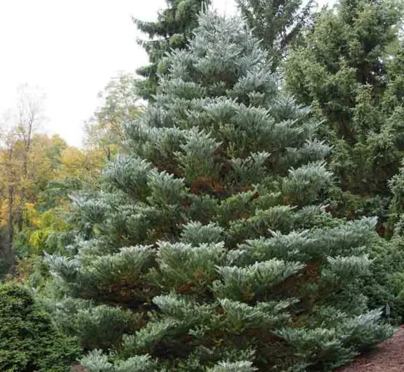 Korean Fir Silberlocke (Abies koreana)