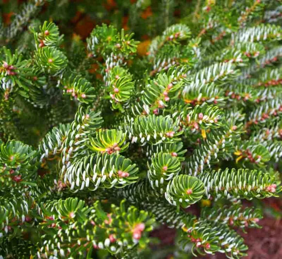 Korean Fir Silberlocke (Abies koreana)