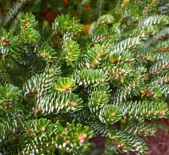 Korean Fir Silberlocke (Abies koreana) - Ladybird Nursery