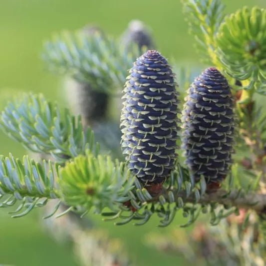 Korean Fir Silberlocke (Abies koreana) - Ladybird Nursery