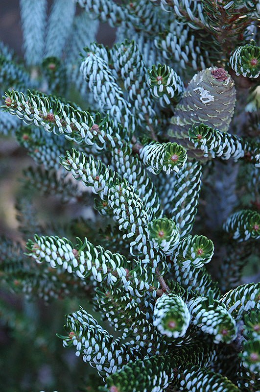 Korean Fir Silberlocke (Abies koreana) - Ladybird Nursery