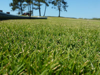 Korean Grass (Zoysia tenuifolia)