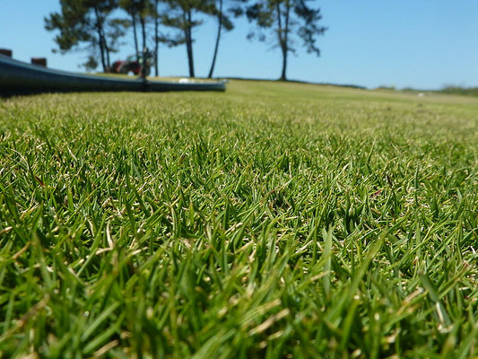 Korean Grass (Zoysia tenuifolia)