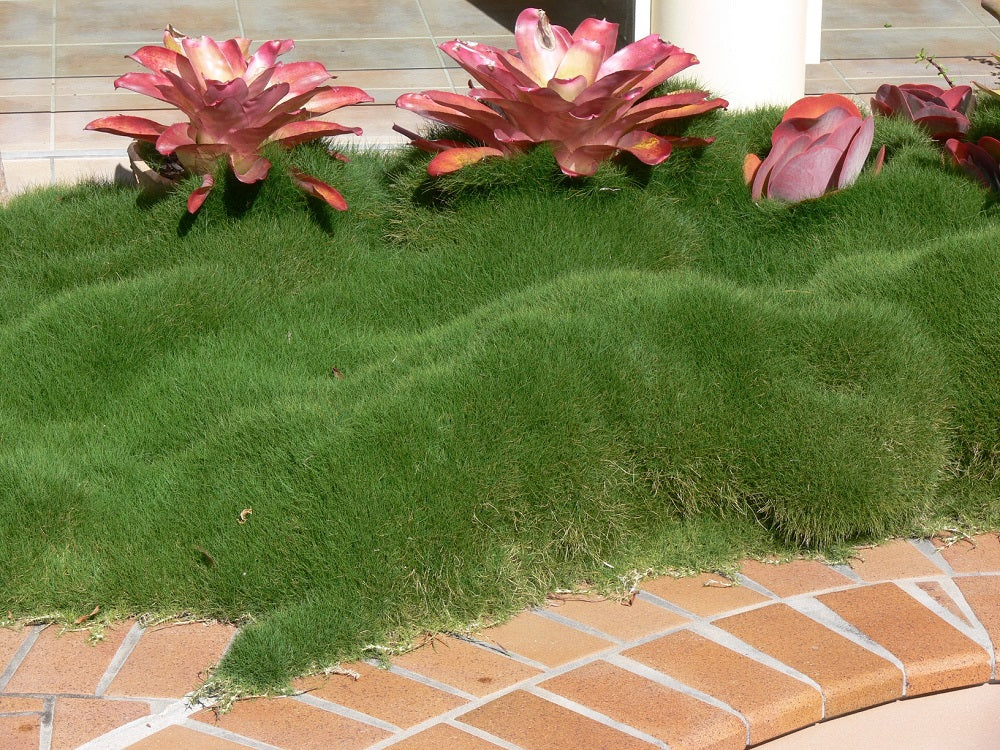 Korean Grass (Zoysia tenuifolia)