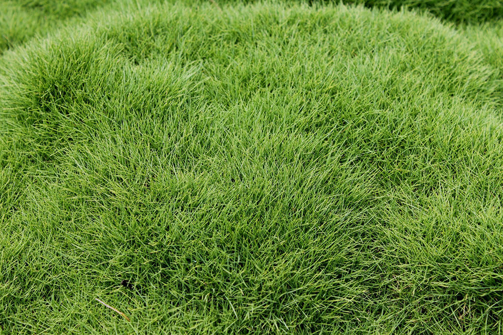 Korean Grass (Zoysia tenuifolia)