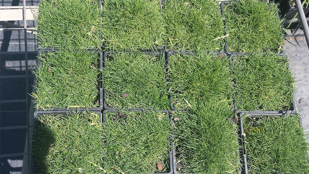 Korean Grass (Zoysia tenuifolia) - Ladybird Nursery