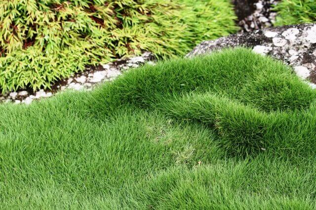 Korean Grass (Zoysia tenuifolia) - Ladybird Nursery