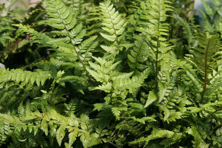 Korean Rock Fern (Polystichum tsussimense)