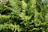 Korean Rock Fern (Polystichum tsussimense)