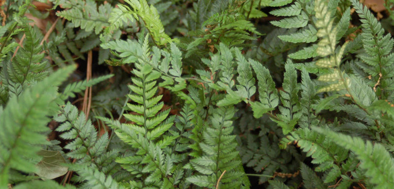 Korean Rock Fern (Polystichum tsussimense)
