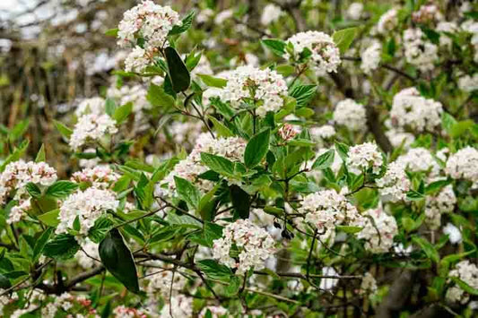 Korean Spice (Viburnum carlesii)