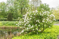 Korean Spice (Viburnum carlesii) - Ladybird Nursery