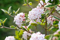 Korean Spice (Viburnum carlesii)