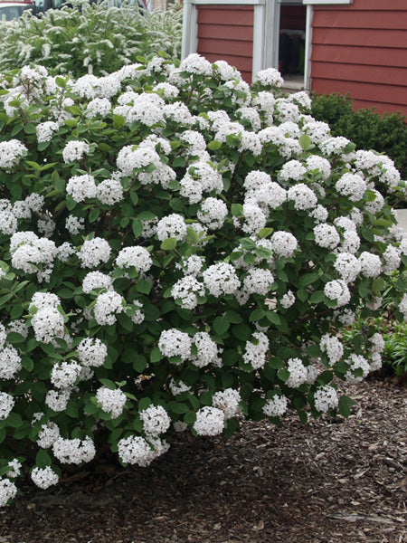 Korean Spice (Viburnum carlesii)
