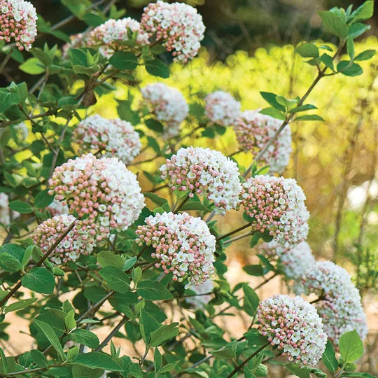 Korean Spice (Viburnum carlesii)