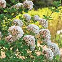 Korean Spice (Viburnum carlesii) - Ladybird Nursery