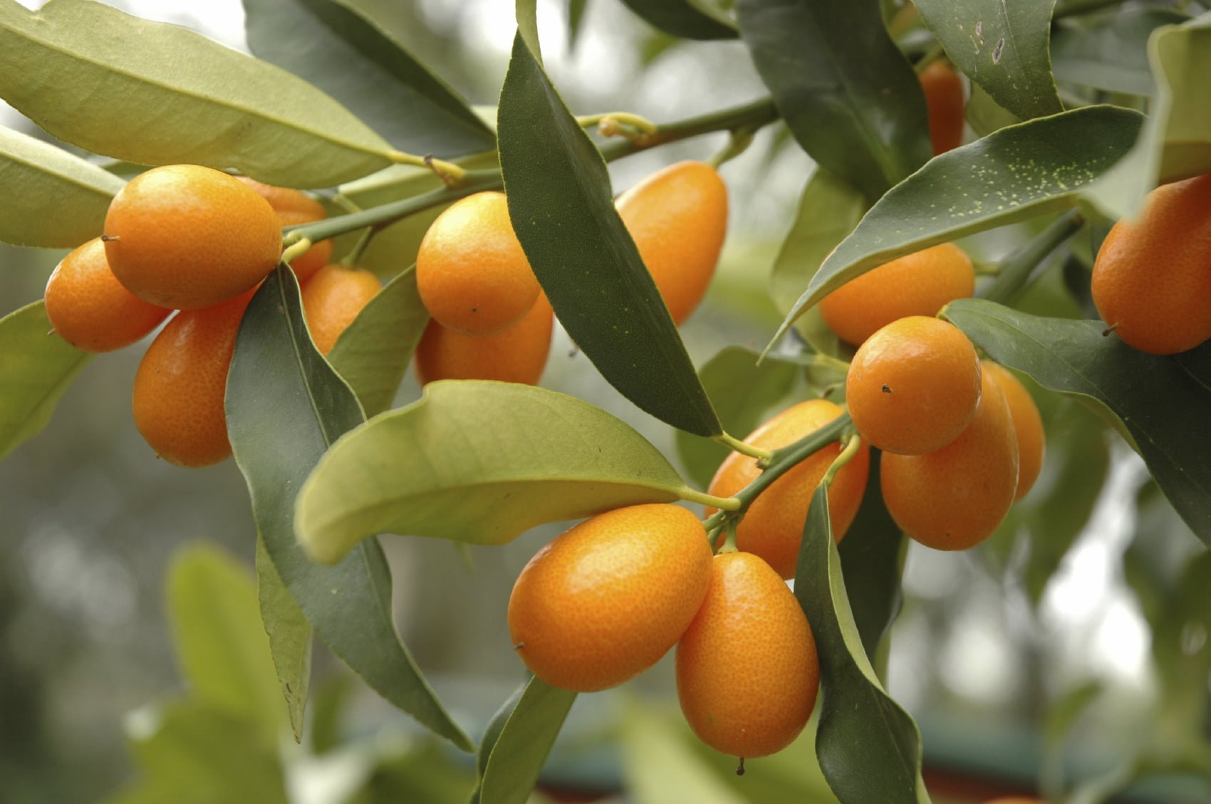 Kumquat Chinotto (QLD Only) - Ladybird Nursery