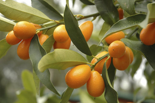 Kumquat Chinotto (QLD Only) - Ladybird Nursery