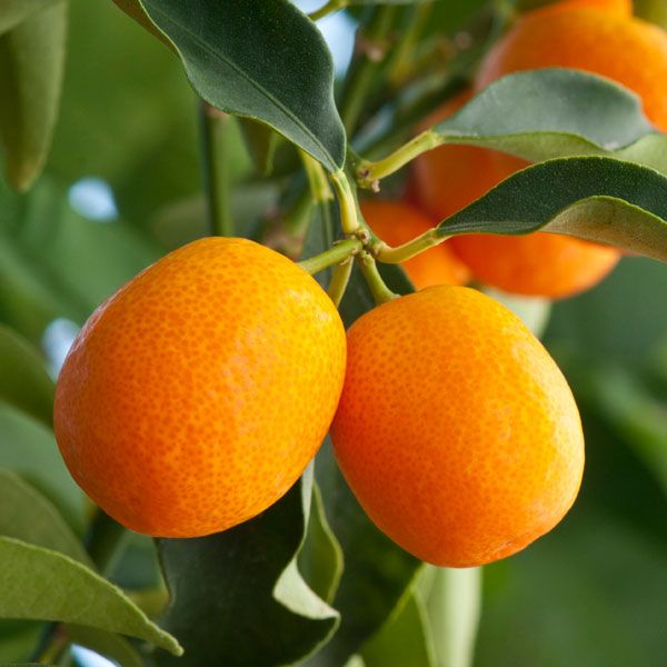 Kumquat Chinotto (QLD Only) - Ladybird Nursery