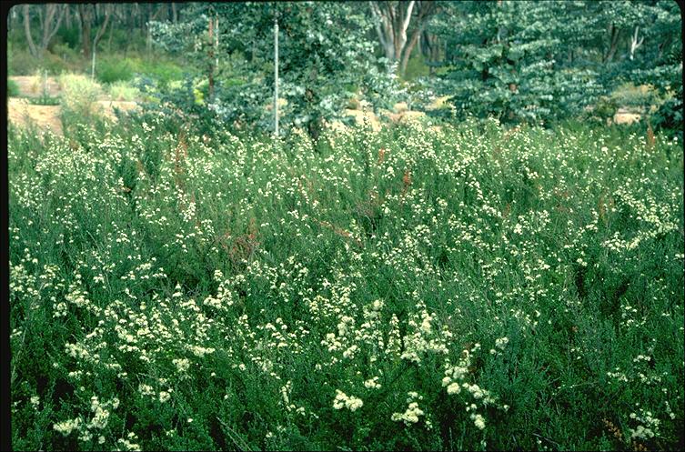Kunzea Carpet (Kunzea Badja) - Ladybird Nursery