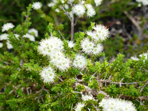 Kunzea Carpet (Kunzea Badja)