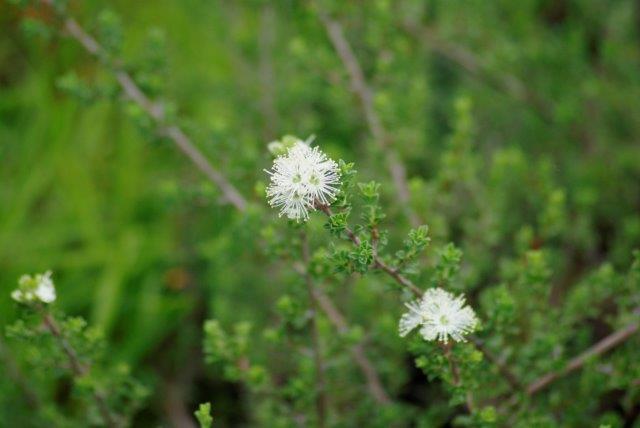 Kunzea Carpet (Kunzea Badja)