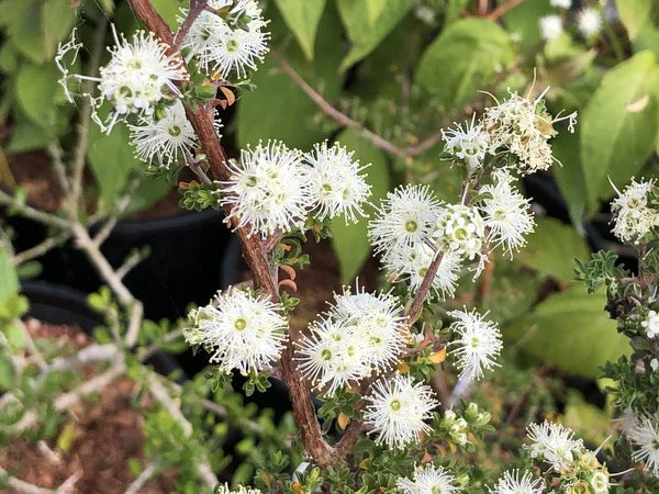 Kunzea Carpet (Kunzea Badja)