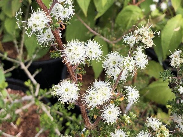Kunzea Carpet (Kunzea Badja) - Ladybird Nursery