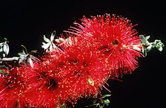 Scarlet Kunzea (Kunzea pulchella)