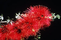 Scarlet Kunzea (Kunzea pulchella)