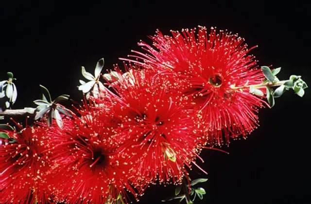 Scarlet Kunzea (Kunzea pulchella) - Ladybird Nursery