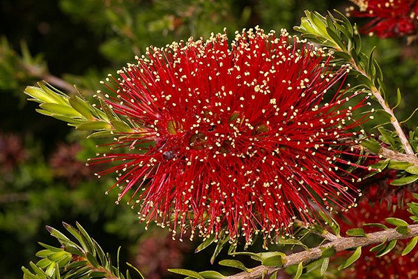 Scarlet Kunzea (Kunzea pulchella) - Ladybird Nursery