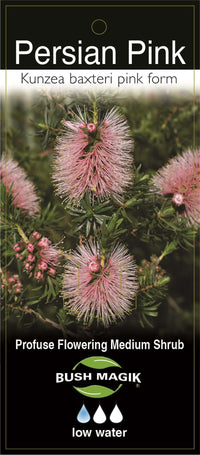Kunzea baxteri 'Persian Pink' - Ladybird Nursery