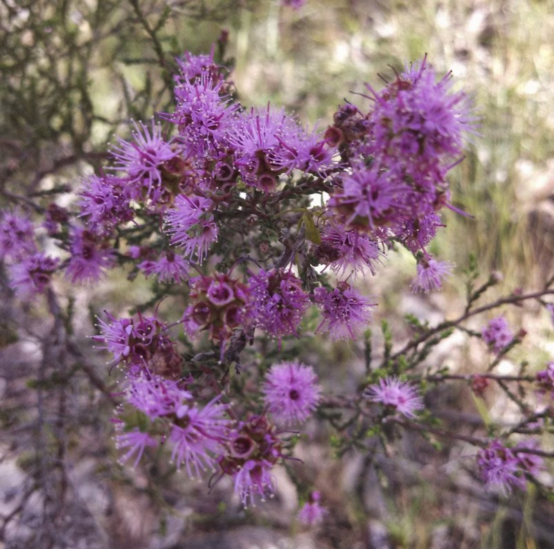 Violet Kunzea (Kunzea parvifolia)