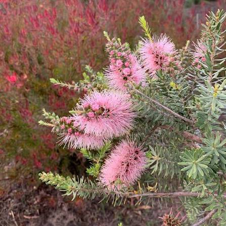 Kunzea baxteri 'Persian Pink' - Ladybird Nursery