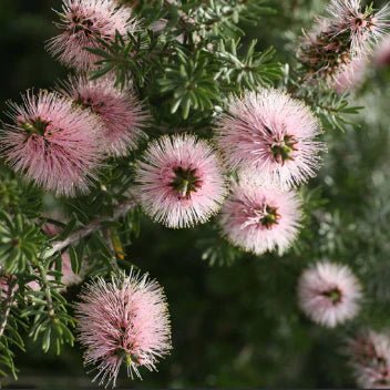 Kunzea baxteri 'Persian Pink' - Ladybird Nursery