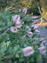 Kunzea baxteri 'Persian Pink' - Ladybird Nursery