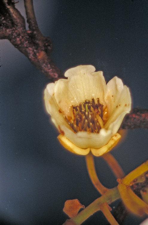 Kuranda Quandong (Elaeocarpus bancroftii) - Ladybird Nursery