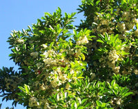 Kuranda Quandong (Elaeocarpus bancroftii) - Ladybird Nursery